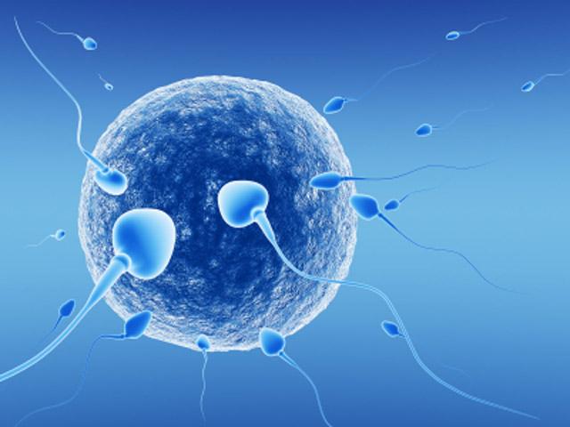 Оплодотворение яйцеклетки