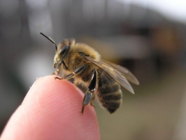 Помогаем при укусе пчелы