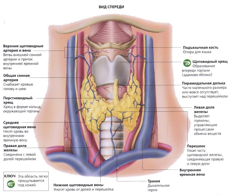 Анатомическое строение щитовидки