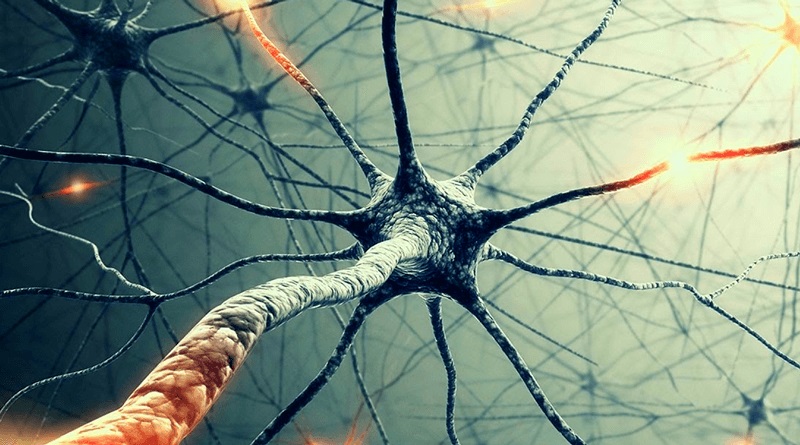 Нейроны в мозгу человека