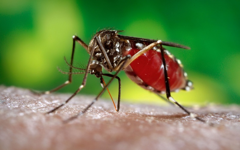 Комары переносчики лихорадки Денге