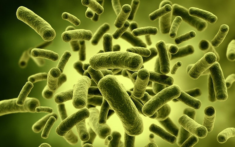 Лактобактерии в организме человека